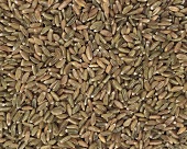 Green rye (filling the picture)