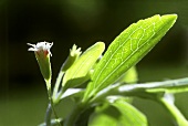 Stevia with flower (sugar plant; sugar substitute)