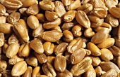 Grains of wheat (close-up)
