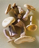 Violette Rötelritterlinge (Pied bleu mushrooms; Lepista nuda)
