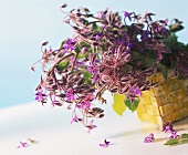 Fresh borage with flowers in basket