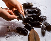 Washing mussels and removing beards