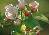 Apple blossom