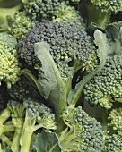 Broccoli (filling the picture)