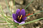 Saffron crocus in open air