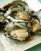 Fresh oysters in half shells