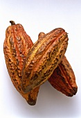Cacao seed pods