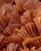Chocolate fans (filling the picture)