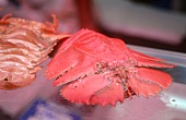 Australian broad-headed slipper lobsters (Moreton Bay Bugs)