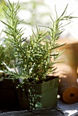 Fresh rosemary in pot