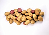 Various varieties of potatoes