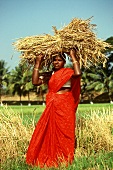 Inderin trägt Reisähren auf dem Kopf