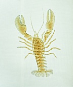 Lobster (x-ray photo)