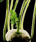 Kohlrabi with drops of water