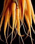 Freshly washed carrots