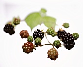 Blackberries on a branch