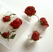 Ice cubes with red roses