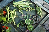 Four different types of green beans with leaves & flowers