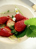 Frische Erdbeeren mit Blüten und Blättern