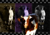 Künstlerisch gestaltetes Stillleben mit Stieren und Kuh