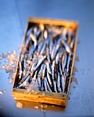 Sprats in crate with crushed ice