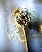 Cake mix with raisins on wooden spoon