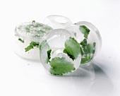 Ice cubes with herbs