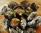 Fresh oysters on wooden background