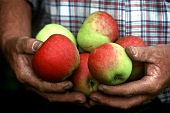 Hände halten frisch geerntete Äpfel