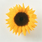 Sonnenblume