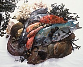 Various fresh fish with seaweed and shells