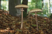 Parasol mushrooms (Macrolepiota procera) in forest