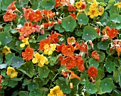 Nasturtiums with flowers (Tropaeolum majus)