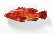 Red grouper