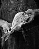 Hands holding fresh sea bream