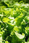 Young lettuce (close-up)