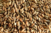 Grains of rye (filling the picture)