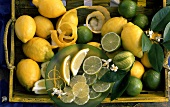 Still life with lemons and limes on tray