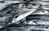 Fresh mackerel on ice (filling the picture)