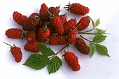 Tayberries (cross between raspberry & blackberry) with leaves
