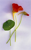 Nasturtium leaves and flowers