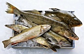 Various freshwater fish in crate with ice