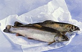 Fresh brook trout on paper