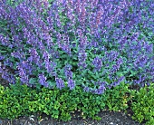 Ornamental catmint (Nepeta faassenii) with flowers