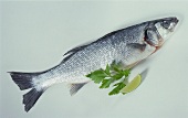 Sea bass with lime and parsley
