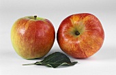 Two red apples with leaf