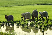 Women planting rice plants in field (Tamil Nadu, India)