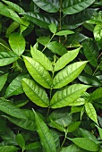 Asian medicinal plant: Kurchi (Holarrhena pubescens)