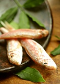 Fresh red mullet with bay leaves