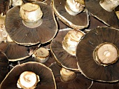 Underside of fresh mushrooms (filling the picture)